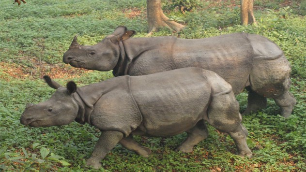 Chitwan National Park Tour 7 Nights – 8 Days