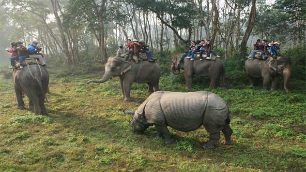 Jungle Safari Tours