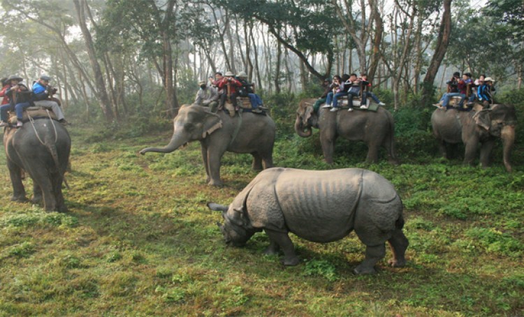 Jungle Safari Tours