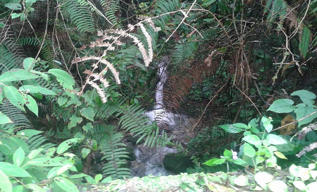 Alt,"Jungle Tours Chitwan,"