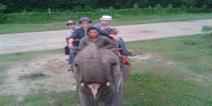 Elephant tour in chitwan